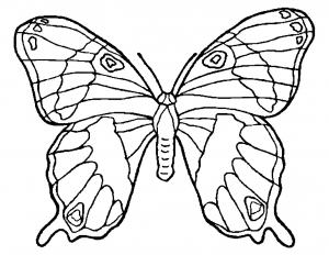 Dessin de papillon à colorier