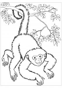 Coloriage de singe gratuit à colorier