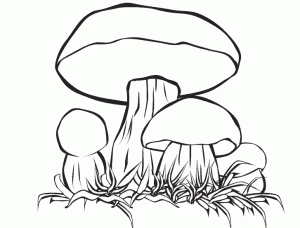 Coloriage de champignon à imprimer pour enfants