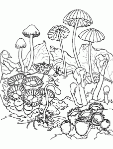 Coloriage de champignon pour enfants