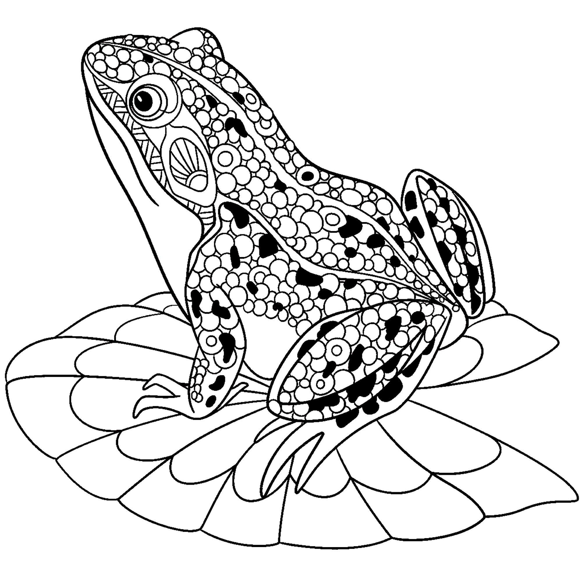 Zentangle stylized cartoon frog, isolated on white background. Sketch for adult antistress coloring page. Hand drawn doodle, zentangle, floral design elements for coloring book.