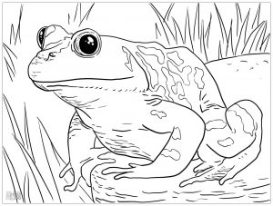 Image de grenouille à télécharger et colorier