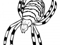 coloriage-insectes-2