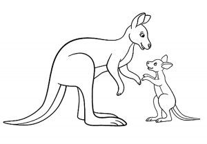 Kangourous en famille