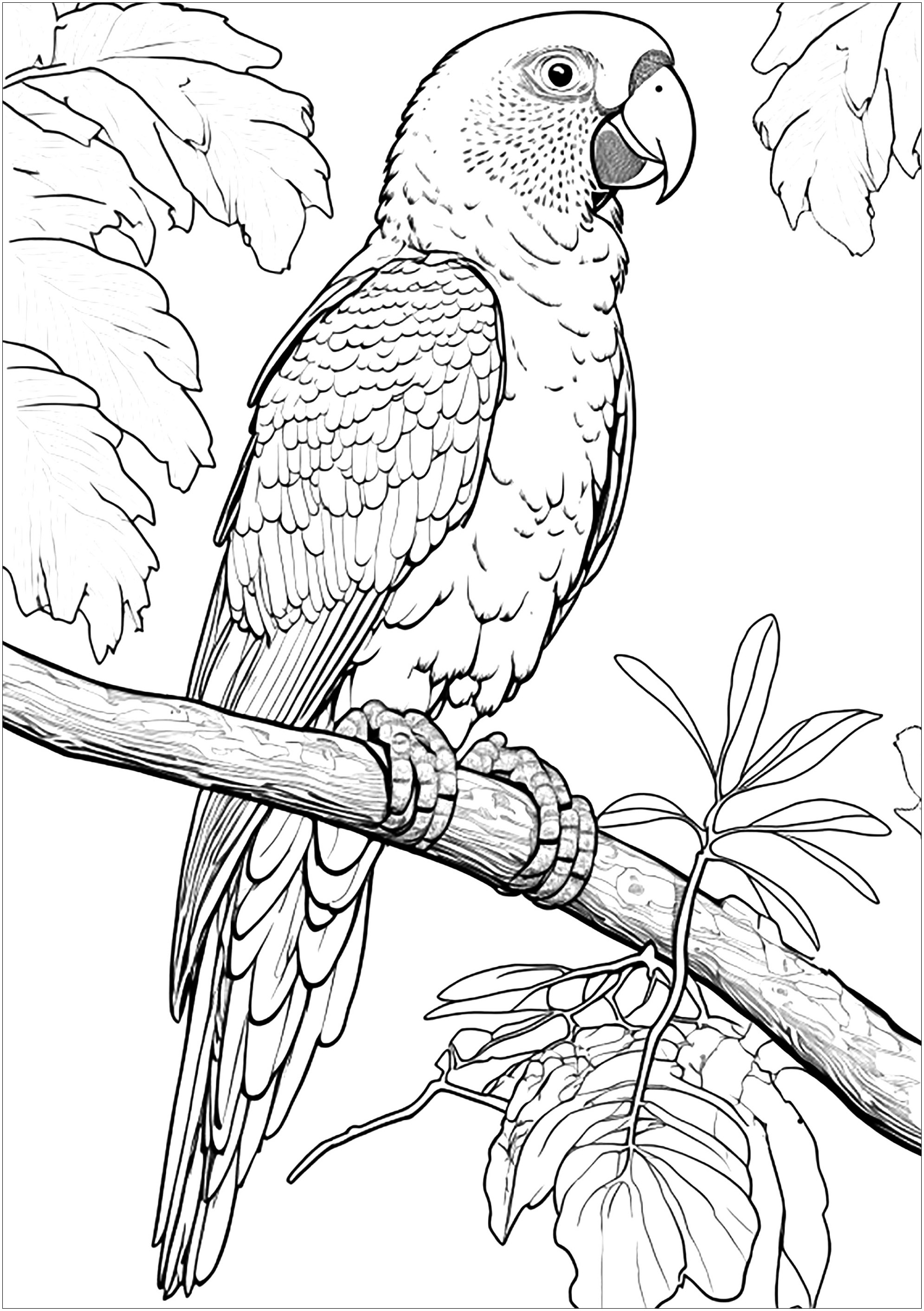 Perroquet Amazone Très Réaliste Coloriage Doiseaux Pour Enfants