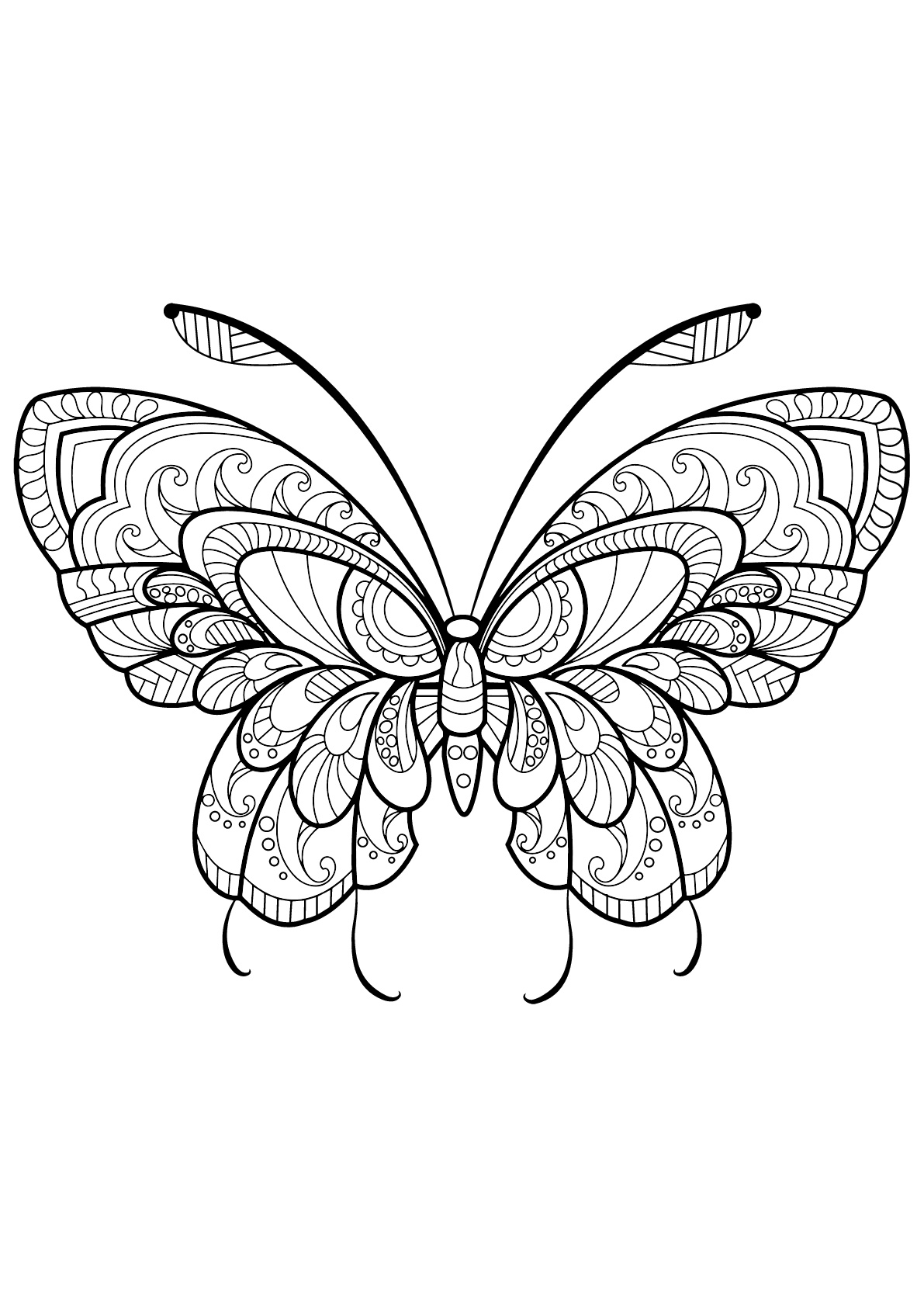 Papillon avec motifs magnifiques & complexes - 11