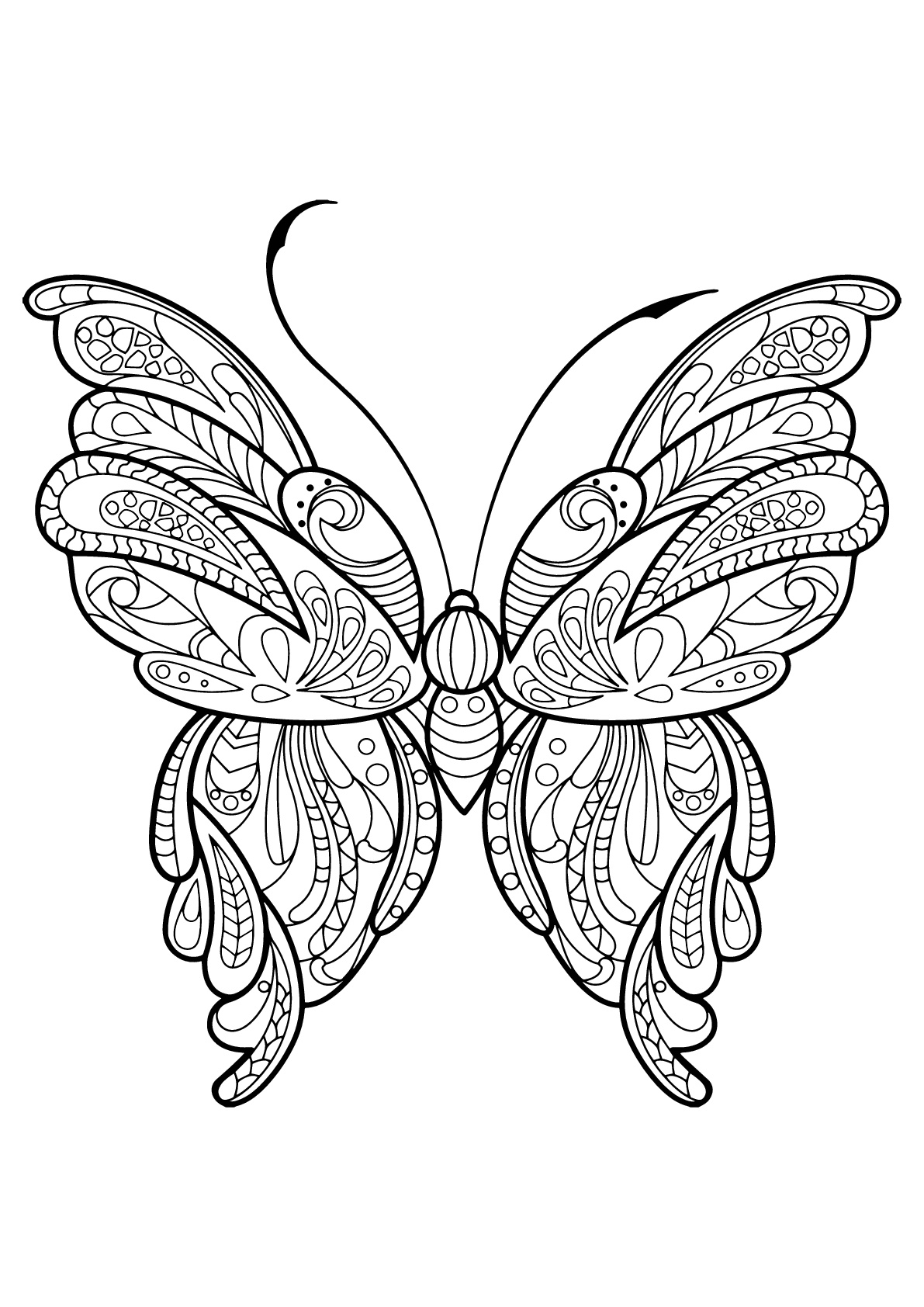 Papillon avec motifs magnifiques & complexes - 16