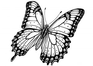 Papillon sombre