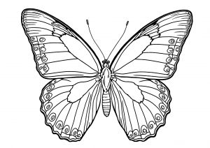 Joli papillon simple à colorier