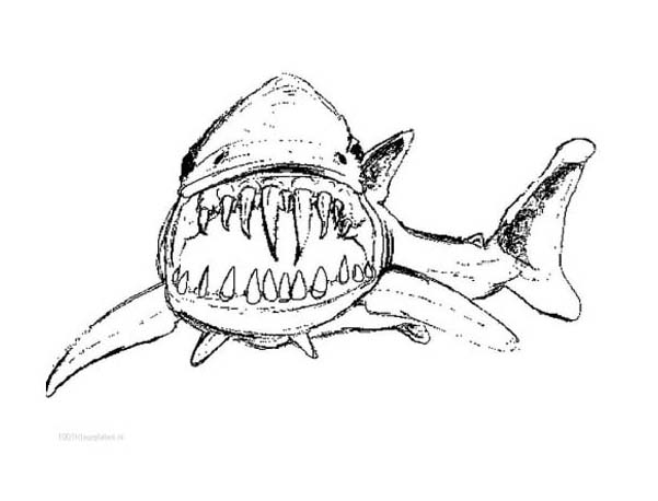 Image de requin à imprimer et colorier