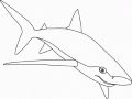 Dessin de requin gratuit à imprimer et colorier