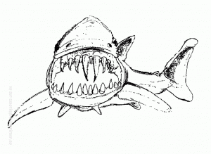 Image de requin à télécharger et colorier