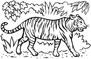 Coloriage de tigre à imprimer pour enfants
