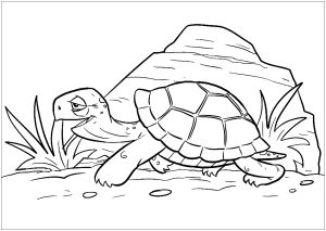 Belle tortue marchant lentement